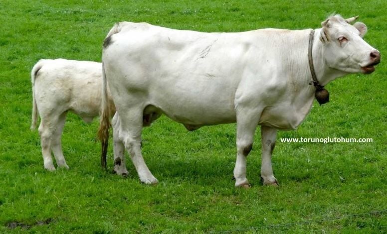 Blonde d'Auitane Boğa Sperması