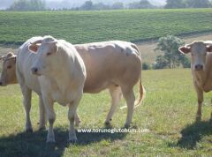 Blonde d'Auitane Boğa Sperması