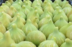 Bardacık İncir Fidanı