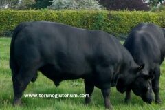 Aberdeen Angus Boğa Sperması