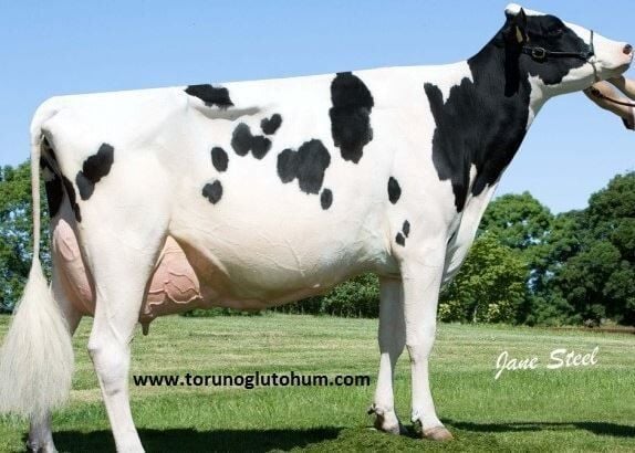Holstein Boğa Sperması