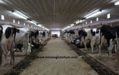 Holstein Boğa Sperması