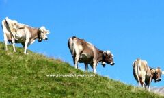 Montofon ( Brown Swiss ) Boğa Sperması
