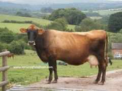 Montofon ( Brown Swiss ) Boğa Sperması