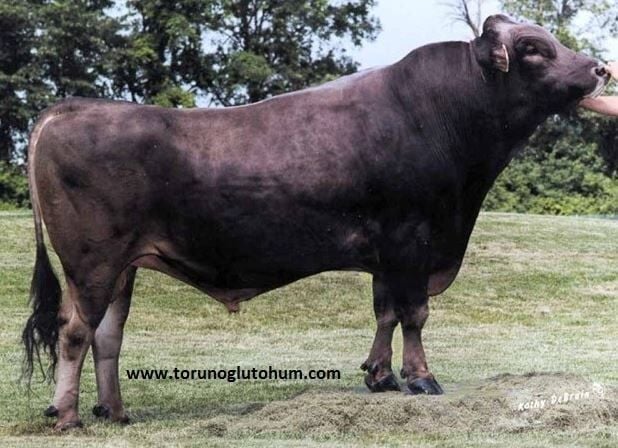 Montofon ( Brown Swiss ) Boğa Sperması