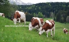 Montbeliarde Boğa Sperması