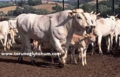 Chianina Boğa Sperması