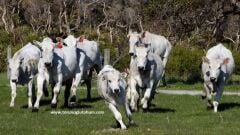 Chianina Boğa Sperması