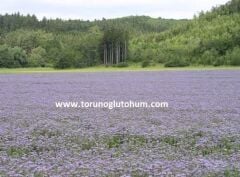 Arı Otu Tohumu ( Faselya Tohumu )  (Phacelia Tanacetifolia Bentham)