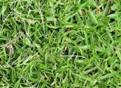 Kikuyu Çim Tohumu (Pennisetum Clandestinium)