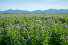 Yonca Tohumu Novosadska