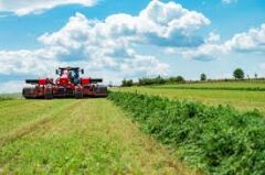 Yonca Tohumu Novosadska