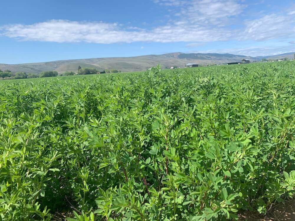 Yonca Tohumu Speeda(Kopya)