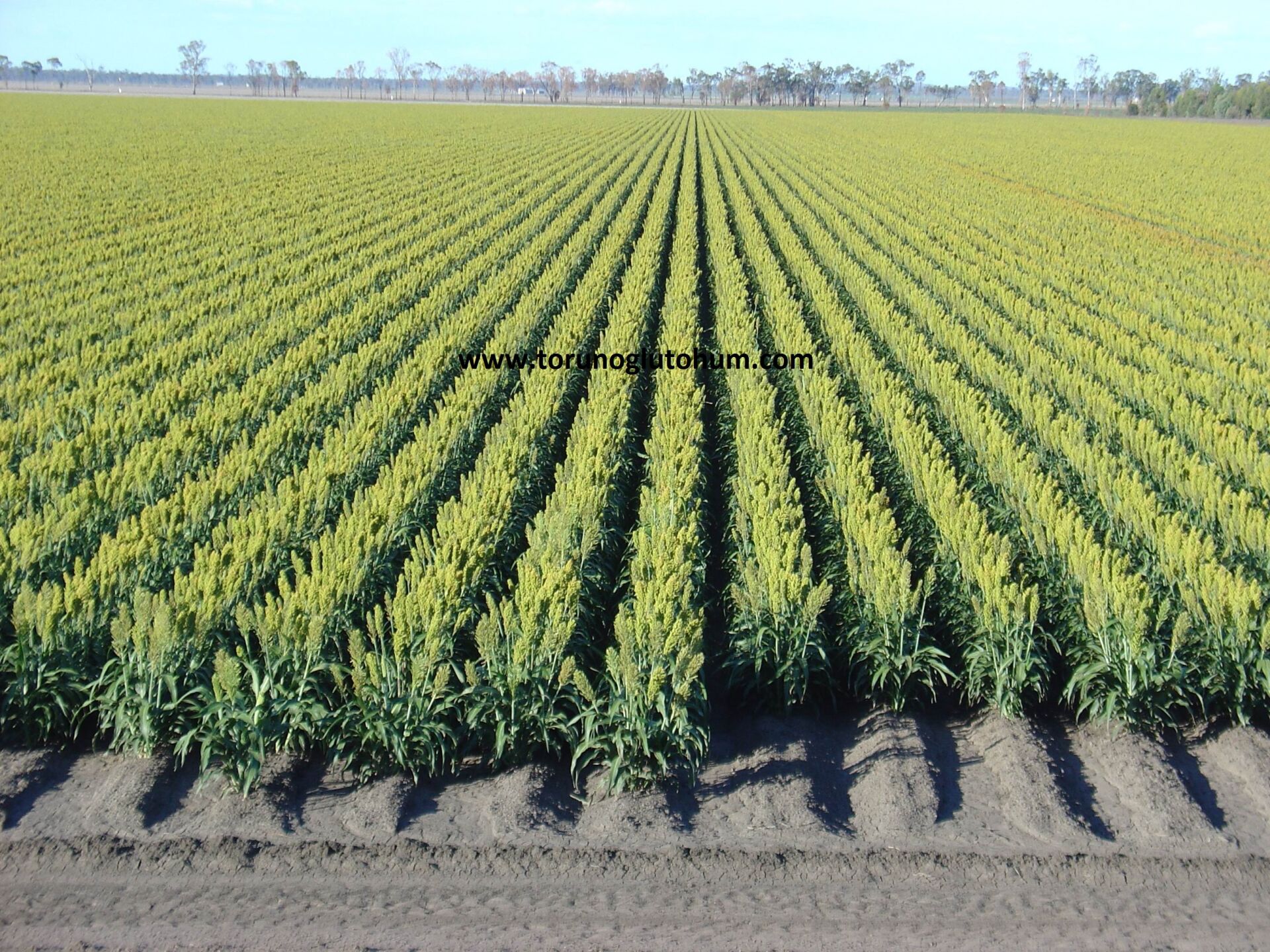 Dane Sorgum Tohumu-10 kg