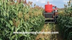 Dane Sorgum Tohumu-10 kg