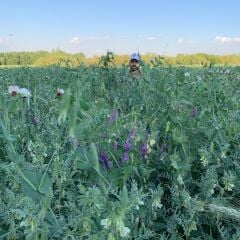 4'lü karışım Yem Bitkisi Tohumu