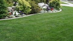 7 Li Karışım Çim Tohumu