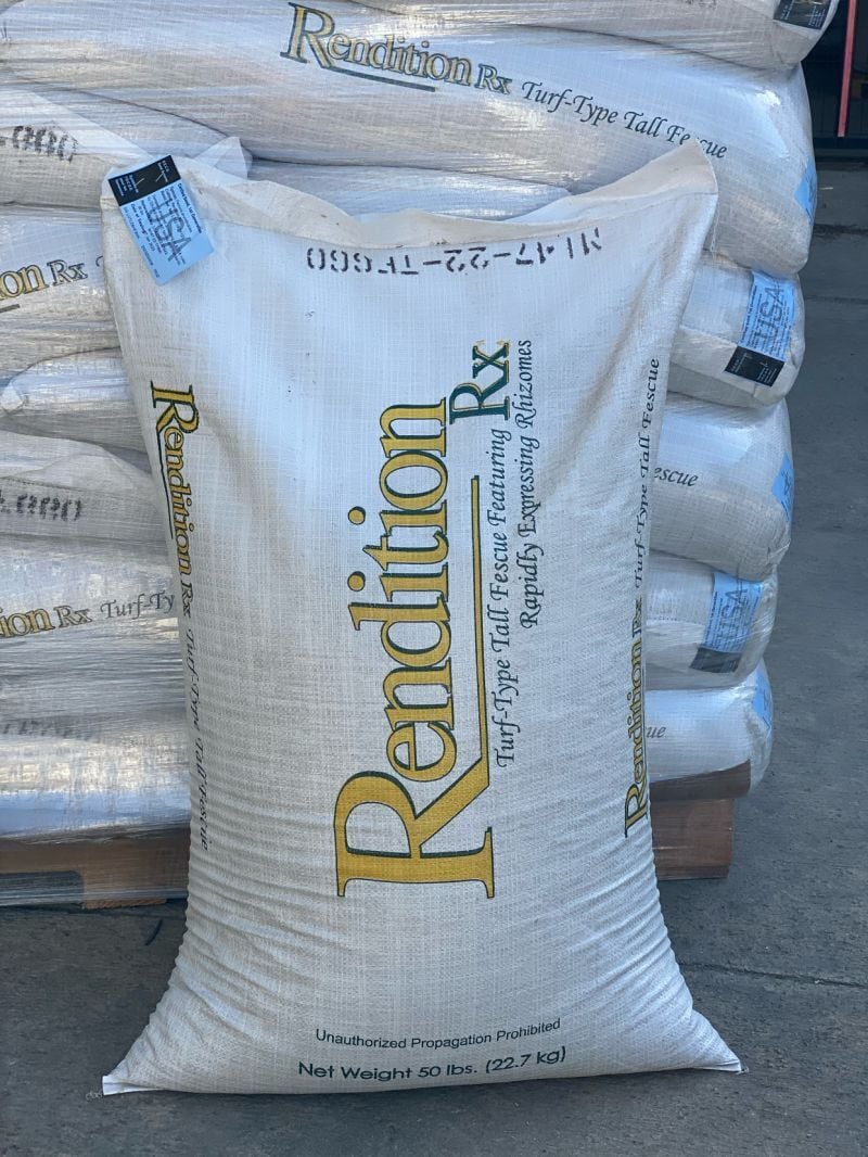 Festuca Arundinecea Rendition RX Rizomlu Çim Tohumu