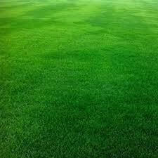 Festuca Arundinacea Rizomsuz Moondance GLX