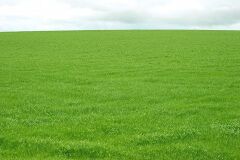 Festuca Rubra Rubra (Kırmızı Yumak) Çim Tohumu