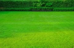 Festuca Rubra Rubra (Kırmızı Yumak) Çim Tohumu