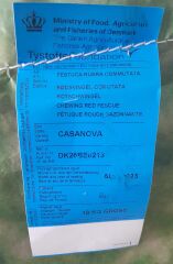 Festuca Rubra Commutata (Adi Kırmızı Yumak) Çim Tohumu