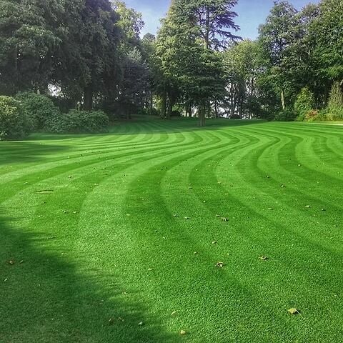 Festuca Rubra Commutata (Adi Kırmızı Yumak) Çim Tohumu