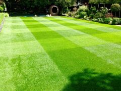 Festuca Rubra Commutata (Adi Kırmızı Yumak) Çim Tohumu