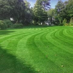 Festuca Rubra Commutata (Adi Kırmızı Yumak) Çim Tohumu