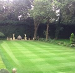 Festuca Rubra Commutata (Adi Kırmızı Yumak) Çim Tohumu