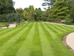 Festuca Rubra Commutata (Adi Kırmızı Yumak) Çim Tohumu