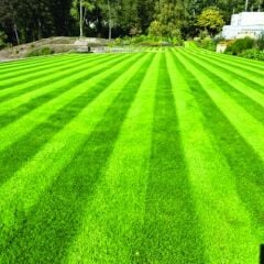Festuca Rubra Commutata (Adi Kırmızı Yumak) Çim Tohumu
