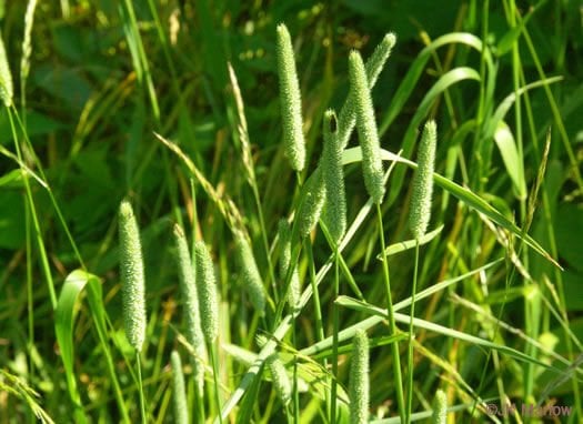 Çayır Kelp Kuyruğu (Phleum pratense) Yem Bitkisi Tohumu