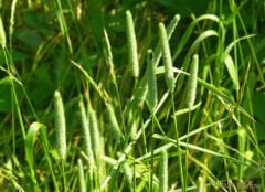 Çayır Kelp Kuyruğu (Phleum pratense) Yem Bitkisi Tohumu